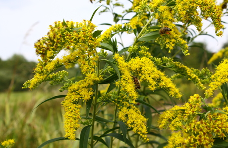 Riesen-Goldrute (Solidago gigantea) - © Emanuel Trummer
